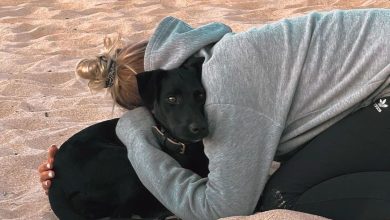 Le chien qui a sauté d’un avion à Charles de Gaulle toujours introuvable malgré de nombreuses recherches